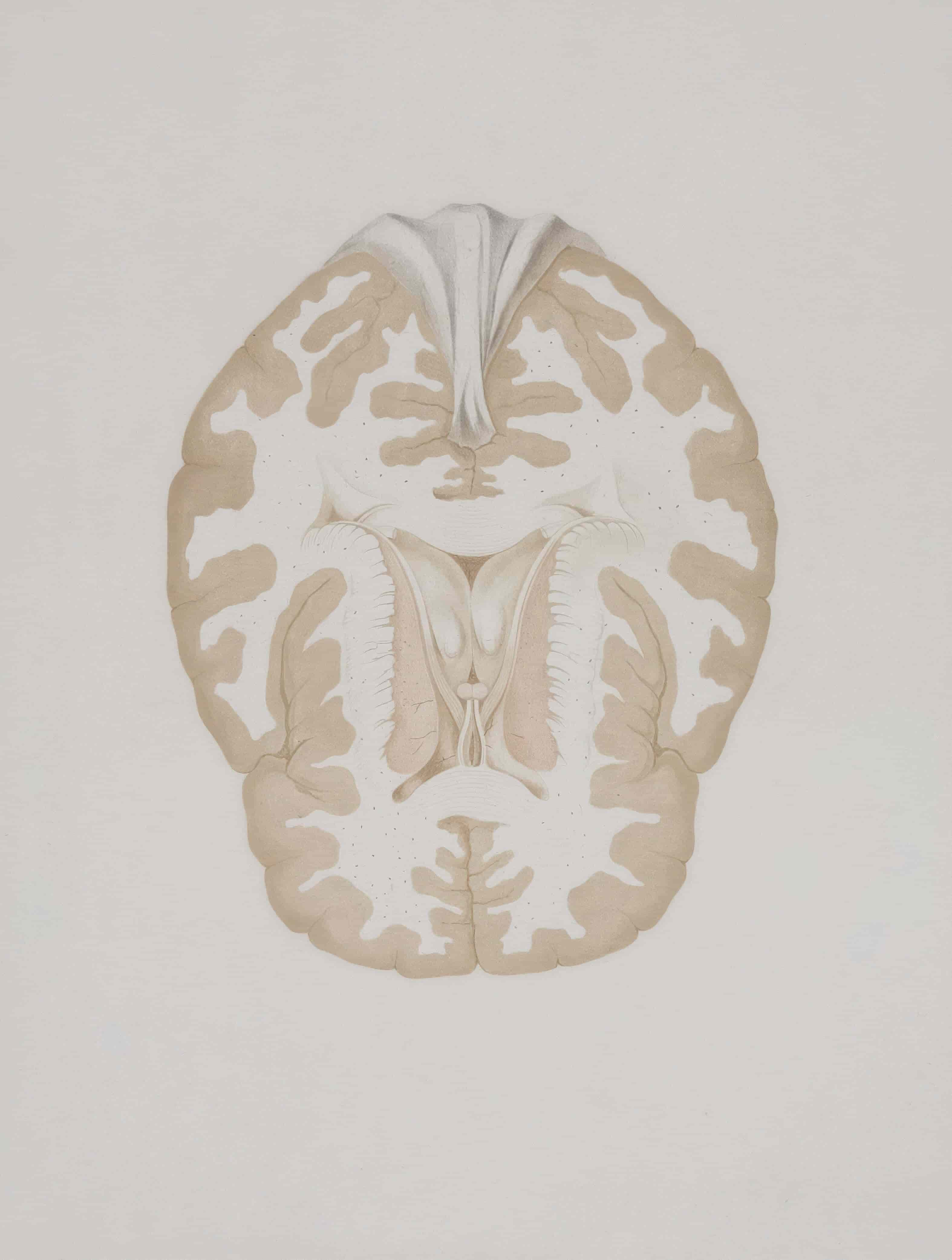 Neural Response Analysis Exam Stress